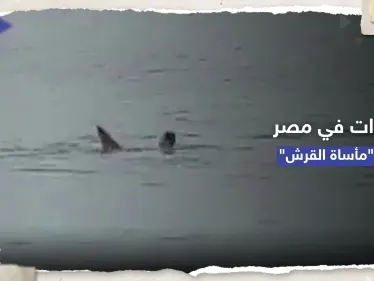 بعد مأساة القرش.. قرارات فورية في مصر وتحذيرات من روسيا - وكالة ستيب نيوز