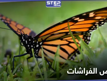 لن تعرف الأجيال القادمة الفراشات.. دراسة علمية تكشف سبب انخفاض أعدادها المتسارع - وكالة ستيب نيوز