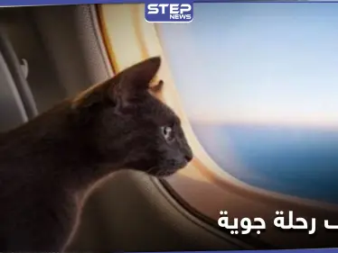 قطة "متطفلة" تجبر طاقم طائرة عربية على استقطاع رحلتهم والهبوط في العاصمة السودانية - وكالة ستيب نيوز