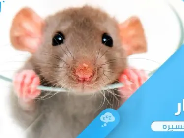 رؤية الفأر في المنام ذو اللون الأبيض والأسود باختلاف أحو ودلالته عند المعبرين - وكالة ستيب نيوز