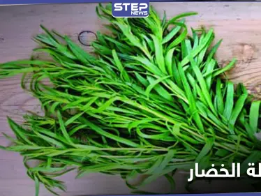 الطرخون عشبة عطرية.. فوائدها الغذائية والعلاجية للقلب والأمراض المزمنة - وكالة ستيب نيوز