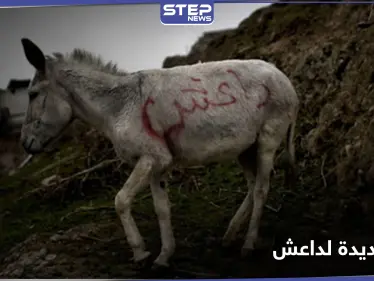 بالحمار المفخخ.. حيلة جديدة يتبعها داعش في عملياته - وكالة ستيب نيوز