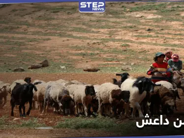 بتهمة مرتبطة بداعش.. قوات النظام السوري تعتقل رعاة أغنام وتحتجز عرباتهم بريف الرقة - وكالة ستيب نيوز