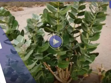 بالفيديو|| شجرة خطيرة في السعودية تصيب كل من يقترب منها بالعمى.. وطبيب يكشف مخاطرها ويحذر - وكالة ستيب نيوز