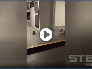 بالفيديو || معركة حاسمة بين فأرين بجانب قطة.. شاهد ماذا فعلت - وكالة ستيب نيوز