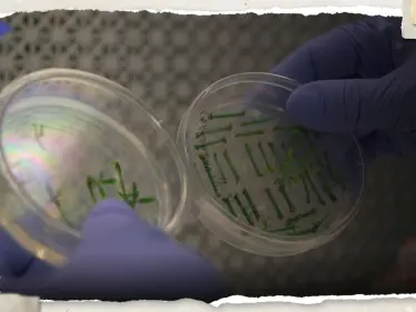 "دون بويضات أو حيوانات منوية".. علماء ينجحون في إنشاء أول نموذج شبيه بالأجنة البشرية (فيديو) - وكالة ستيب نيوز