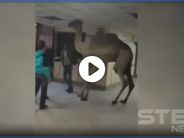 بالفيديو|| اقتحام جمل لمستشفى في مصر يثير ضجة.. والذبح لثورٍ هائج حطم السيارات بشوارع السعودية - وكالة ستيب نيوز