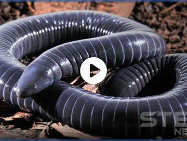 بالفيديو|| اكتشاف أول حيوان برمائي بأسنان سامة يشبه الأفاعي والديدان وليس منهما - وكالة ستيب نيوز
