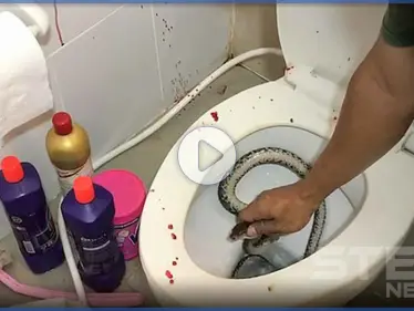 بالفيديو|| أفعى تفاجئ رجل وتلسعه بمكان حساس خلال استعماله الحمام - وكالة ستيب نيوز