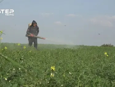 سوء الأحوال الجوية تتسبب بأمراض كارثية في الزراعات البعلية بريف حماة - وكالة ستيب نيوز