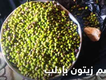 موسم زيتون إدلب.. ارتفاع خيالي في الأسعار لأسباب عدة يكشف عنها المزارعون (شاهد) - وكالة ستيب نيوز