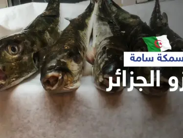 سمكة الأرنب السامة تغزو سواحل الجزائر والسلطات تحذر سم واحدة منها يقتل 100 شخص (صور) - وكالة ستيب نيوز