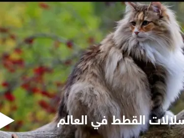 شاهد|| أذكى سلالات القطط في العالم وأندرها وأهم المواصفات التي تميزها - وكالة ستيب نيوز