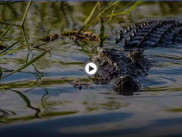 تمساح متوحش يبلغ طوله 5 أمتار يقفز من الماء إلى قارب لمحاولة إفتراس 4 صيادين (فيديو وصور) - وكالة ستيب نيوز