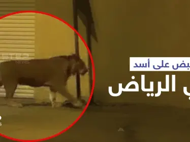 بالفيديو|| القبض على أسد في الرياض أثار الذعر داخل إحدى الأحياء السكنية - وكالة ستيب نيوز