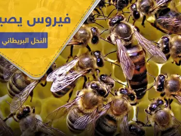 شلل النحل المزمن.. فيروس فتاك يصيب مستعمرات العسل بهذه البلاد - وكالة ستيب نيوز