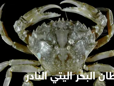 شاهد|| أغرب مخلوقات الأعماق.. سرطان البحر اليتي بأذرعه المخملية وسبب تسميته المطابقة للأساطير - وكالة ستيب نيوز