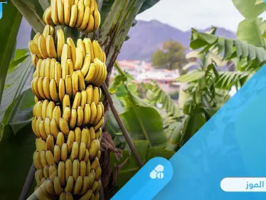تعرف على فوائد الموز للجهاز العصبي والهضمي وميزات أخرى كثيرة - وكالة ستيب نيوز