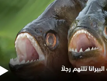 أسماك البيرانا الضارية تفترس صياداً هرب من النحل إلى البحيرة - وكالة ستيب نيوز