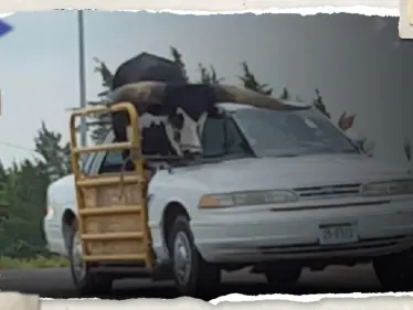 بالفيديو|| ثور وزنه نصف طن في سيارة تكسي.. الشرطة الأمريكية تتدخل بحادثة "عجيبة" - وكالة ستيب نيوز