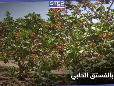 جندهم ضباط المخابرات لقطاف الفستق الحلبي.. مخلّفات الحرب تحصد الأرواح في ريف إدلب الجنوبي - وكالة ستيب نيوز