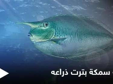 شاهد بالصور|| طاهٍ صيني يفقد ذراعه بسبب سمكة - وكالة ستيب نيوز