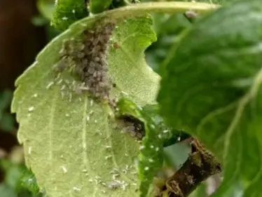 أسراب حشرات تنتشر بسماء بريطانيا تشكل خطراً على العالم.. وأوروبا تتخذ خطوة كبرى - وكالة ستيب نيوز