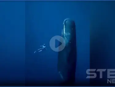 بالفيديو || حوت نائم في قاع البحر بطريقة غريبة - وكالة ستيب نيوز