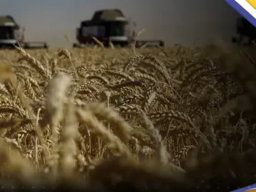 ثالث دولة أوروبية تحظر الحبوب الأوكرانية بسبب مشاكل في إسعارها - وكالة ستيب نيوز