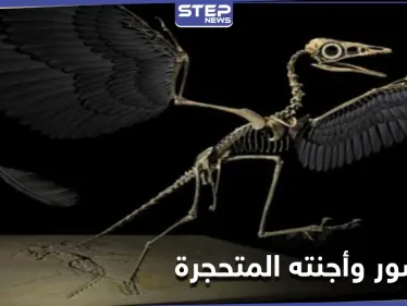 ديناصور وأجنته المتحجرة.. اكتشاف في صخور عمرها 70 مليون عام احتفل به العلماء - وكالة ستيب نيوز