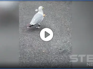 بالفيديو|| بسهم يخترق جسمه.. طائر نورس مكافح يذهل المارة في بريطانيا - وكالة ستيب نيوز