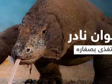 شاهد بالفيديو|| حيوان نادر مهدد بالانقراض لسانه متشعب وفمه مليء بالبكتيريا القاتلة... يأكل صغاره عندما يجوع - وكالة ستيب نيوز