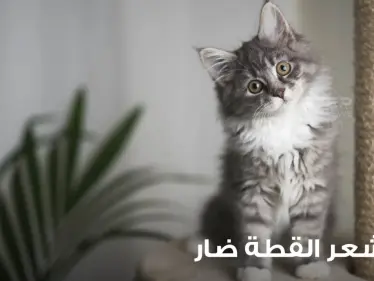 هل شعر القطط ضار؟ وكيف يمكن الحماية منه؟ - وكالة ستيب نيوز
