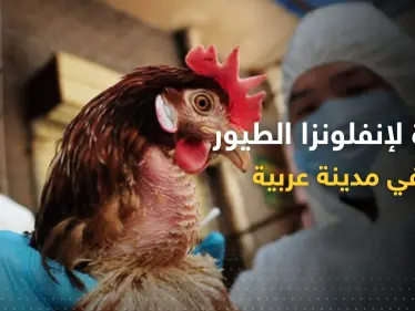 بؤرة لإنفلونزا الطيور تظهر في مدينة عربية.. أوامر بالحجر ومنع البيع - وكالة ستيب نيوز