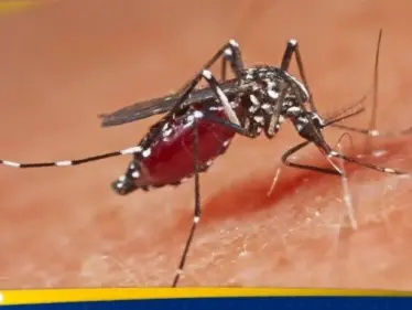 مجددا.. فيروس جديد يطل من الصين ينقله البعوض - وكالة ستيب نيوز
