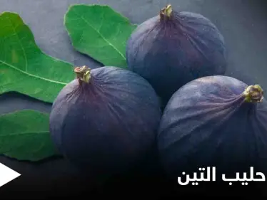 ما هو حليب التين مما يتكون وفوائده الصحية الكثيرة إليك كل ما عليك معرفته عنه - وكالة ستيب نيوز