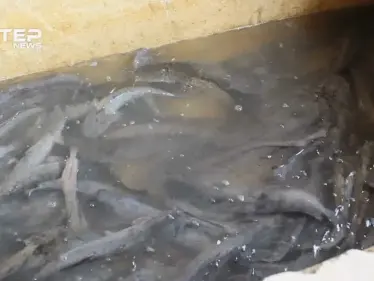 إدلب تعاني من نقص الأسماك فيها وقلة فرص العمل بعد سيطرة قوات النظام على عشرات الأحواض في سهل الغاب - وكالة ستيب نيوز