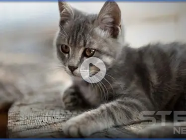 بالفيديو|| في مشاهد قاسية.. سعودي يحرق قطة وهي حيّة ووسم 