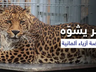 شاهد|| عارضة أزياء تتعرض لهجوم شرس من نمر خلال جلسة تصوير.. والسلطات الألمانية تفتح تحقيقاً - وكالة ستيب نيوز