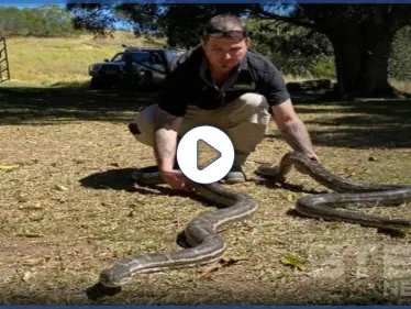 بالفيديو|| صراع ثعبانين ضخمين أثناء التزاوج يهدما سقف منزل مُسن ليسقطا بالمطبخ - وكالة ستيب نيوز