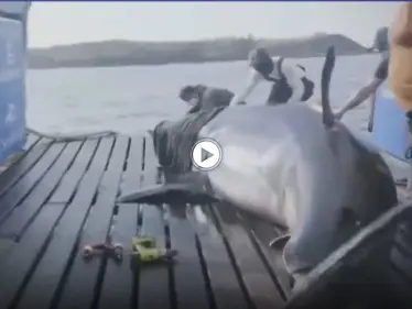 علماء بريطانيون يتمكنون من اصطياد ملكة المحيط ووضع جهاز تعقب عليها (فيديو) - وكالة ستيب نيوز