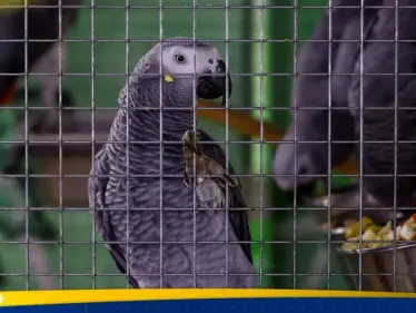 بعد أن خلفت وفيات.. ما هي "حمى الببغاء" وكيف تنتقل إلى البشر؟ - وكالة ستيب نيوز