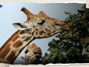 بالفيديو|| ولادة زرافة فريدة من نوعها قد تكون الوحيدة بالعالم بهذا الشكل - وكالة ستيب نيوز