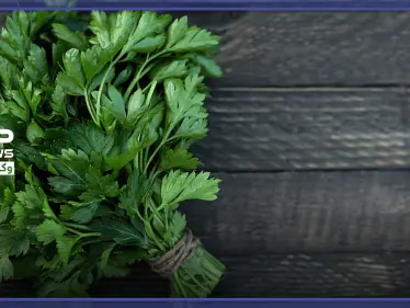 إليك سيدتي فوائد وأضرار البقدونس أثناء الحمل - وكالة ستيب نيوز