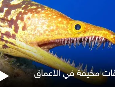 شاهد||أغرب المخلوقات المخيفة في أعماق البحار.. من بينها سمكة الشبح بأعينها المتوهجة - وكالة ستيب نيوز