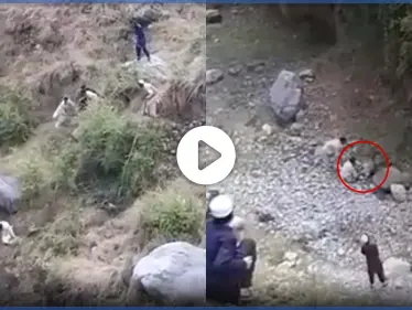 عراك بين نمر مفترس ورجل في باكستان بعد سقوطهما من أسفل منحدر جبلي (فيديو) - وكالة ستيب نيوز