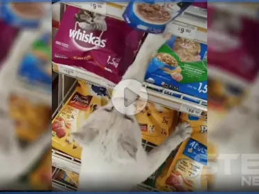 بالفيديو | قطة تتصدر الترند بعد طريقتها الذكية للحصول على طعامها المفضل - وكالة ستيب نيوز