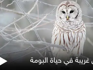 تعيش في نظام العائلة ولا يهجرها أطفالها.. حقائق غريبة في حياة البومة بطلة الحكايات الخيالية - وكالة ستيب نيوز