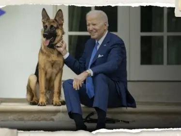 بعد سلسلة حوادث بالبيت الأبيض.. طرد كلب الرئيس بايدن إلى مكان مجهول - وكالة ستيب نيوز