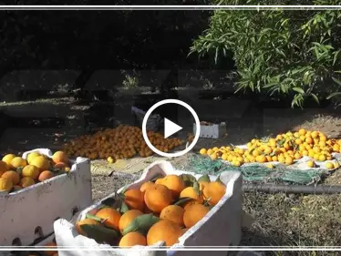 شاهد موسم الحمضيات في دركوش بريف إدلب والصعوبات التي يواجهها المزارعون - وكالة ستيب نيوز